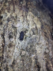 Velutinodorcus carinulatus