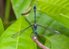 Micrathyria spinifera