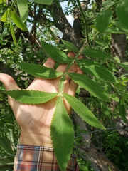 Bursera palmeri