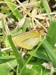 Colias dimera