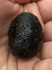 Sclerodactyla briareus