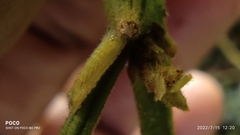 Surendra quercetorum