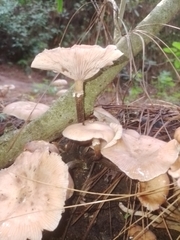 Armillaria mexicana
