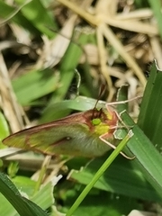 Colias dimera