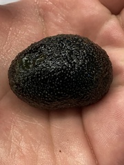 Sclerodactyla briareus