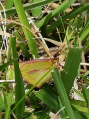 Colias dimera