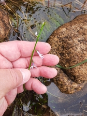 Lobelia dortmanna image