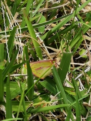 Colias dimera