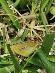 Colias dimera
