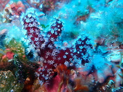 Alcyonium acaule