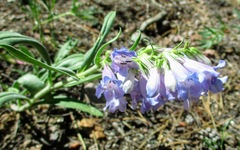 Penstemon glaber alpinus