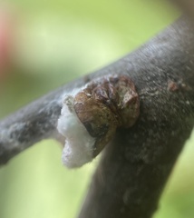 Neopulvinaria innumerabilis