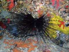 Centrostephanus longispinus