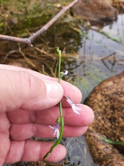 Lobelia dortmanna image