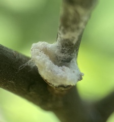 Neopulvinaria innumerabilis