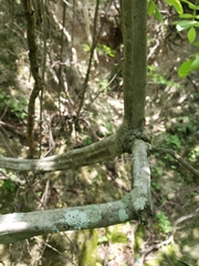 Serjania cardiospermoides