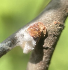 Neopulvinaria innumerabilis