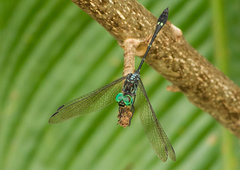 Micrathyria spinifera