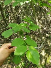 Serjania cardiospermoides