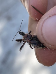 Apiomerus floridensis