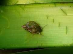 Tricolia speciosa