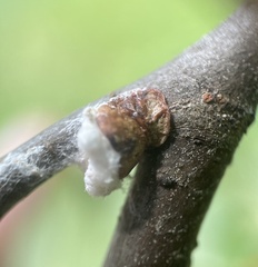 Neopulvinaria innumerabilis