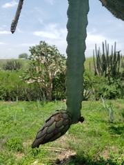 Selenicereus ocamponis