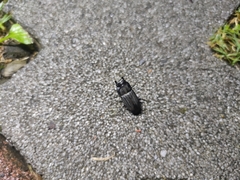 Aegus laevicollis formosae