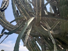 Selenicereus ocamponis