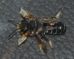 Megachile albitarsis