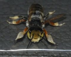 Megachile albitarsis