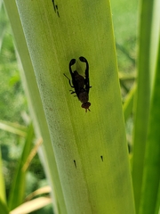 Diacrita