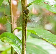 Triacanthagyna septima