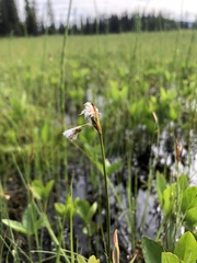 Eriophorum gracile