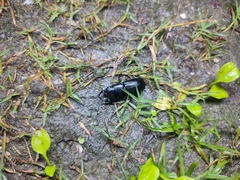 Aegus laevicollis formosae