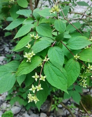 Philadelphus caucasicus