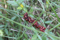 Tropidothorax leucopterus