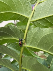 Lycorma delicatula
