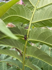 Lycorma delicatula