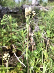Antennaria pulcherrima
