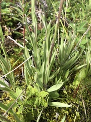 Antennaria pulcherrima