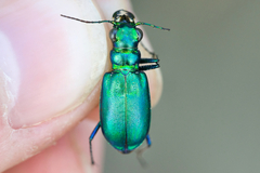 Cicindela denikei