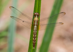 Erythrodiplax famula