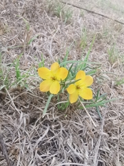 Talinum aurantiacum