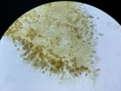 Hebeloma subconcolor