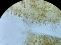 Hebeloma subconcolor