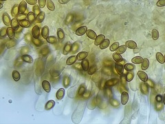 Hebeloma subconcolor