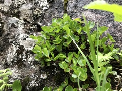 Salix herbacea