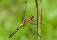 Erythrodiplax famula