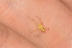 Thwaitesia pulcherrima